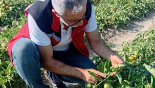 Domates alanlarda Yeşilyurt ve Yaprakbiti kontrolleri gerçekleştirildi