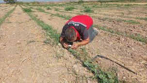 Ekipler sahada!Tarlalarda hastalık kotrolü
