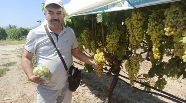 Heyet Superior Seedless üzüm çeşidi ihracatını 24 -25 Temmuz olarak belirledi