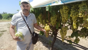Heyet Superior Seedless üzüm çeşidi ihracatını 24 -25 Temmuz olarak belirledi