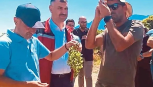 Manisa'da üzüm rekoltesine özel bilimsel çalışma