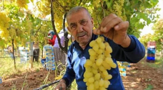 Manisalı üretici üzüm fiyatlarının erken açıklanmasını bekliyor