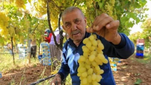 Manisalı üretici üzüm fiyatlarının erken açıklanmasını bekliyor